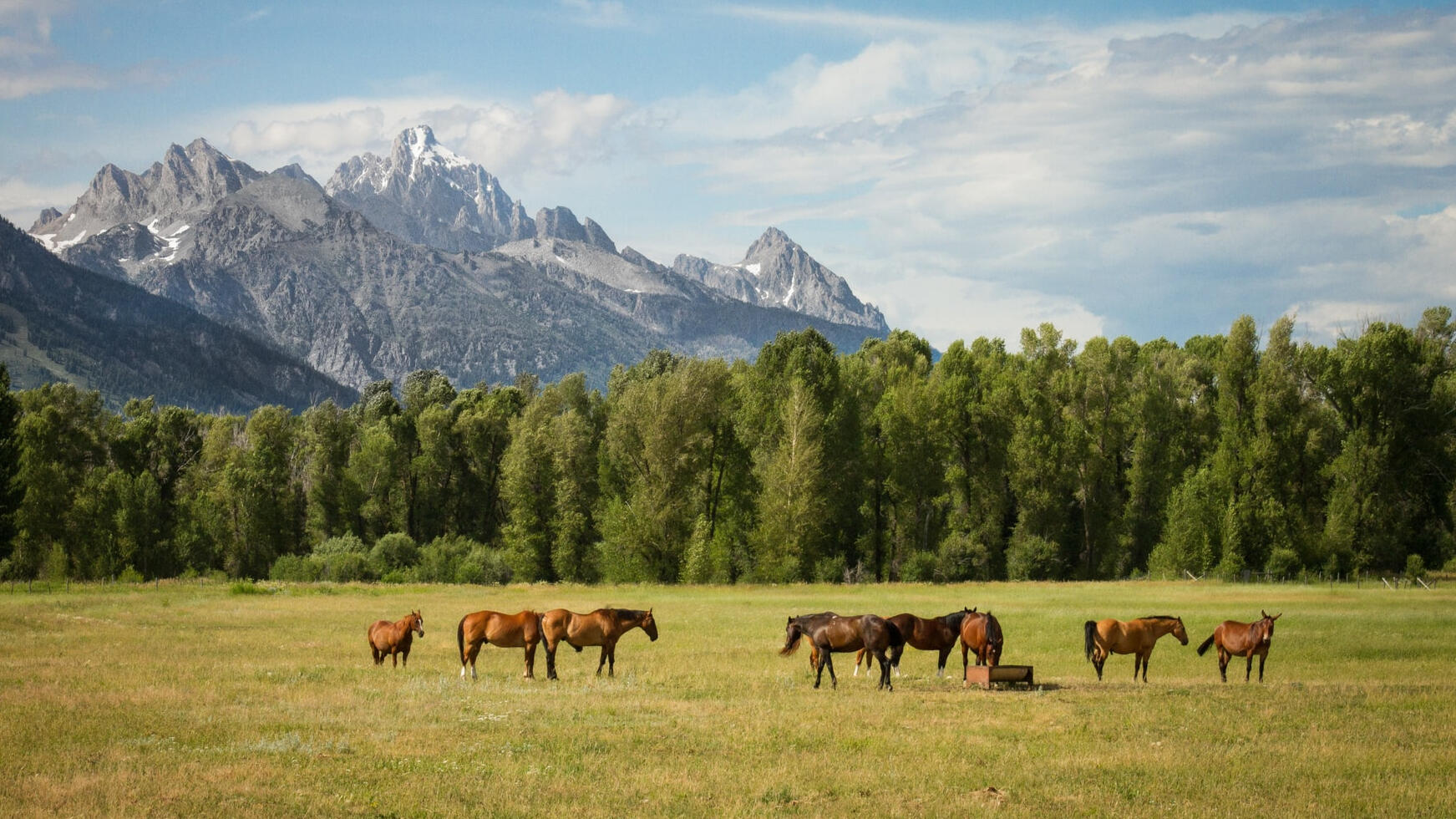Horses